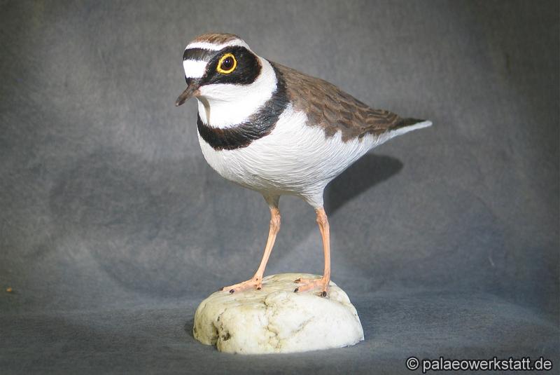 Charadrius dubius