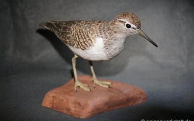 Actitis hypoleucos