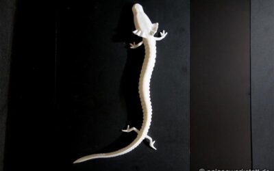 Proteus anguinus