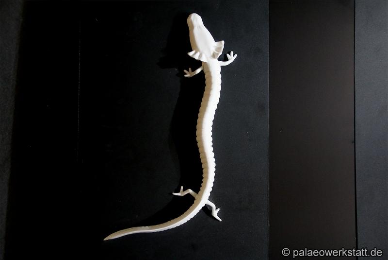 Proteus anguinus