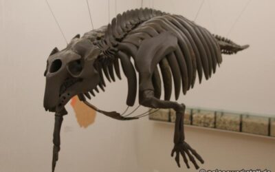 Kaupitherium bronni