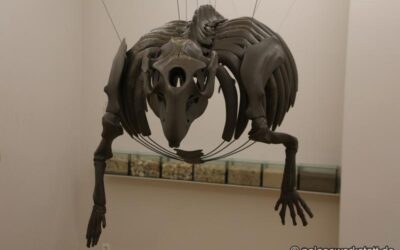 Kaupitherium bronni