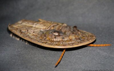 Harpes neograciles