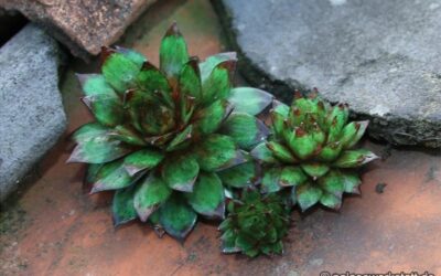 Hauswurz, Sempervivum tectorum