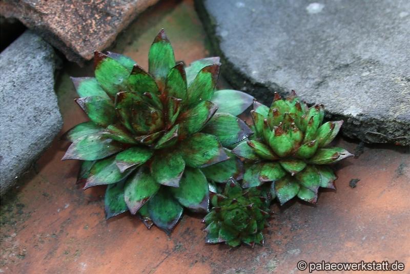 Houseleek, Sempervivum tectorum
