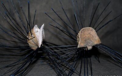 Horridonia horrida