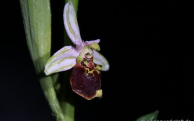 Ophrys holoserica – syn. Ophrys fuciflora