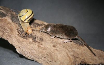 Cepaea nemoralis