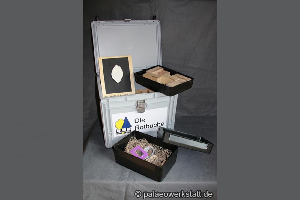 Die Rotbuche – Mobile Modellgruppe