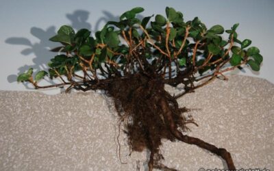 Salix herbacea