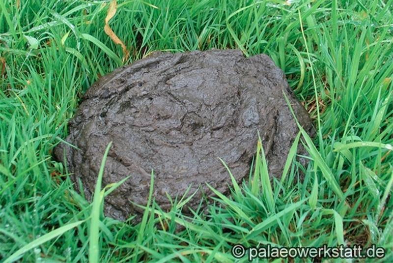 cowpat