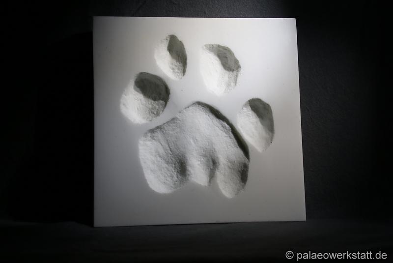 lion (Panthera leo) footprint