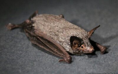Myothis daubentoni