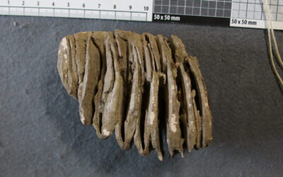 Restaurierung historischer Mammut-Molare