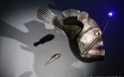 Melanocetus johnsonii