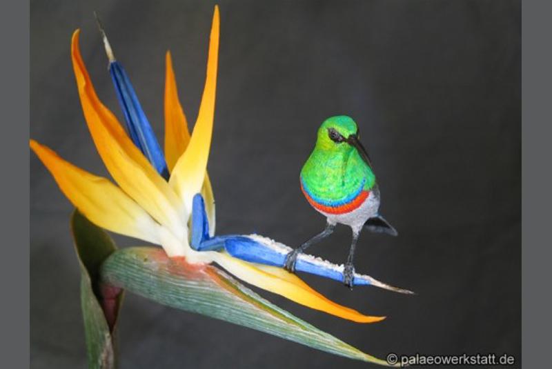 Cinnyris chalybeus