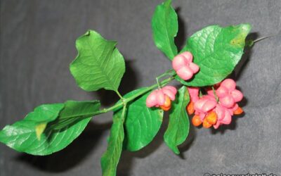 Euonymus europaeus