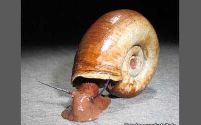 Planorbarius corneus