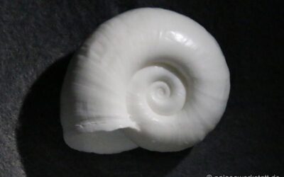 Posthornschnecke