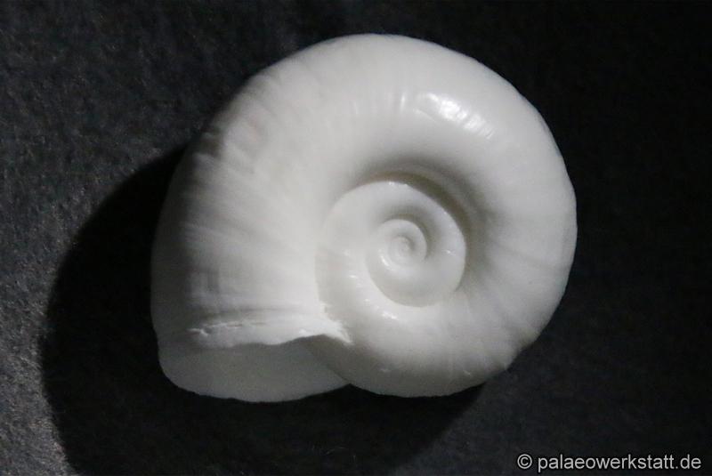 Great Ramshorn Snail, Trumpet Shell (Planorbarius corneus)