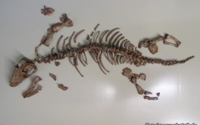 Procynosuchus delaharpeae