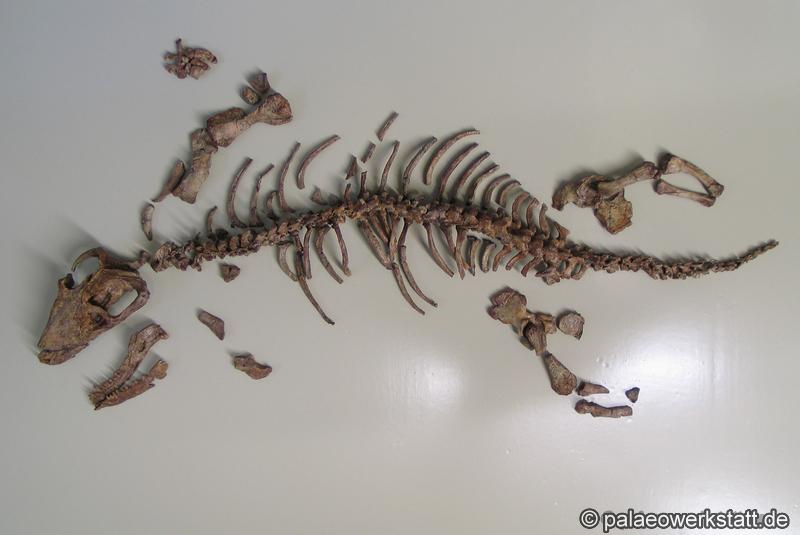 Procynosuchus delaharpeae