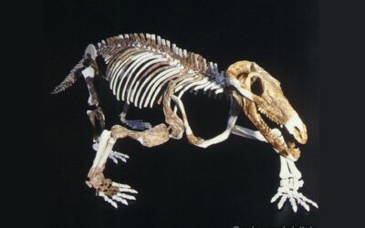Procynosuchus delaharpeae