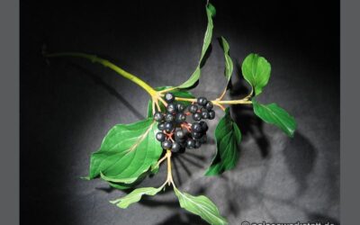 Cornus sanguinea
