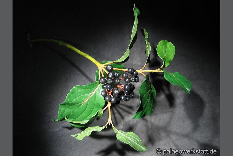 Cornus sanguinea