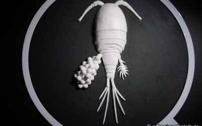 Diacyclops languidus