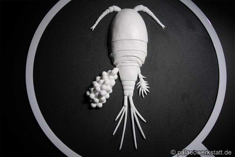 Diacyclops languidus