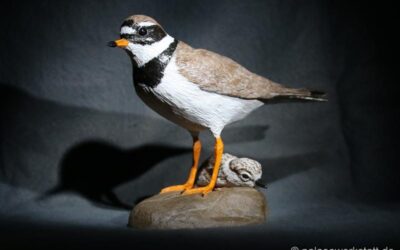 Charadrius hiaticula