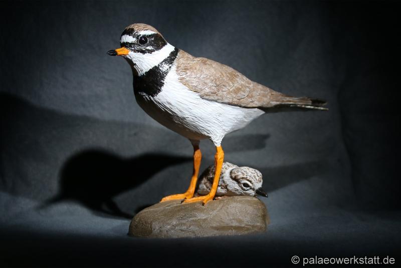 Charadrius hiaticula