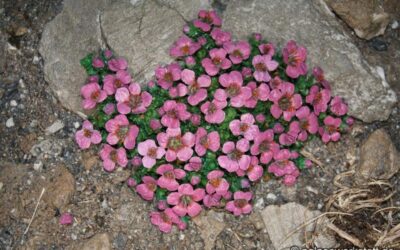 Saxifraga oppositifolia