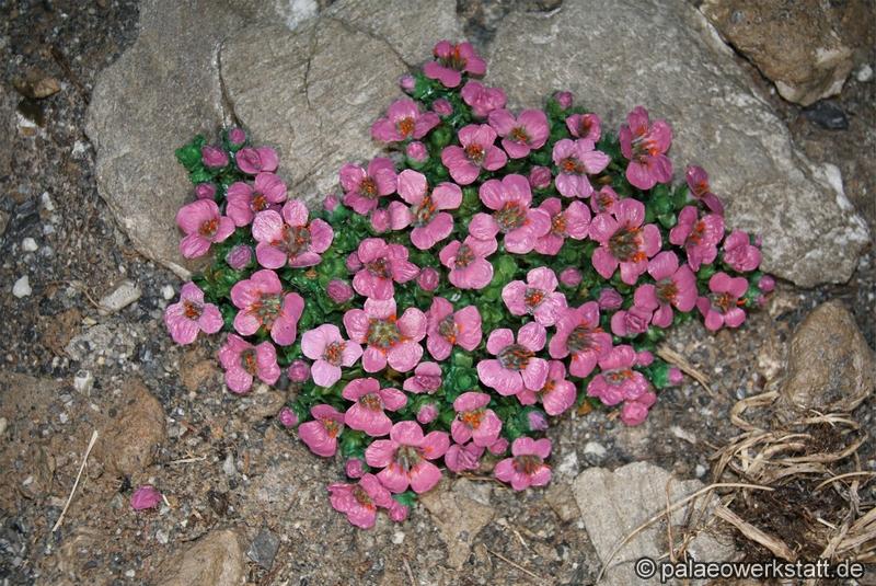 Saxifraga mit Blüten