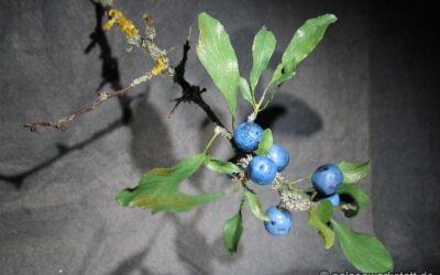 Prunus spinosa