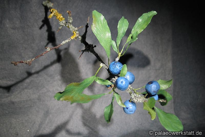 Prunus spinosa