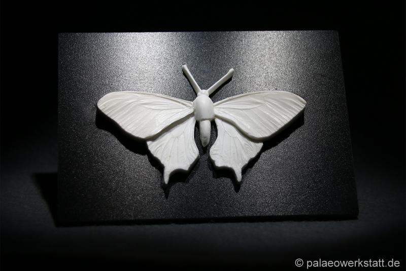 Swallowtail (Papilio machaon)