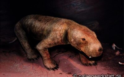 Scymnognathus parringtoni