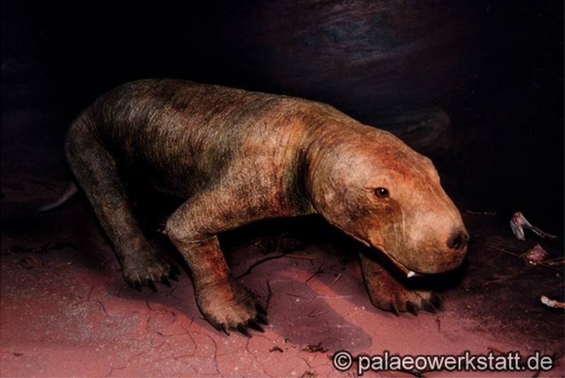 Scymnognathus1.2