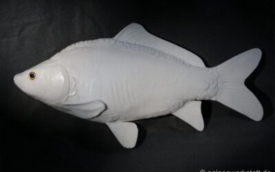 Spiegelkarpfen (Cyprinus carpio)