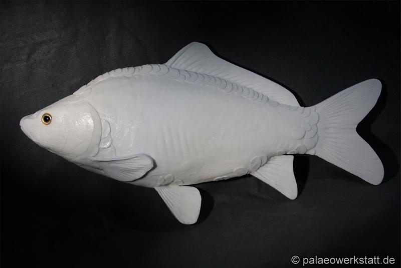 Cyprinus carpio