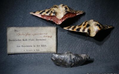 Sperifer sp.