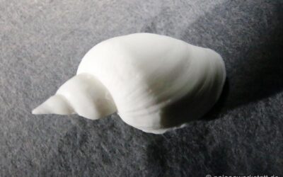 Spitzschlammschnecke (Lymnaea stagnalis)