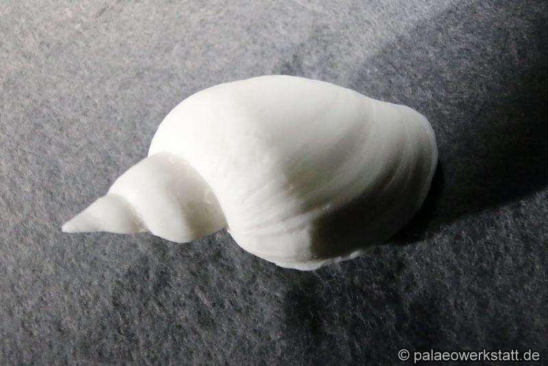 Stagnant Pond Snail, Great Pond Snail (Lymnaea stagnalis)