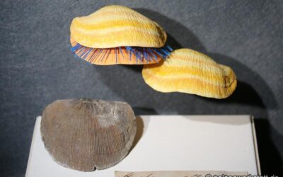 Strophomena alternata