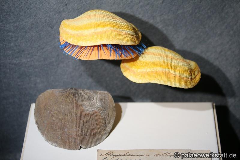 Strophomena alternata