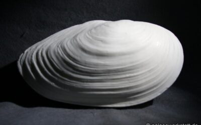 Teichmuschel (Anodonta cygnea)