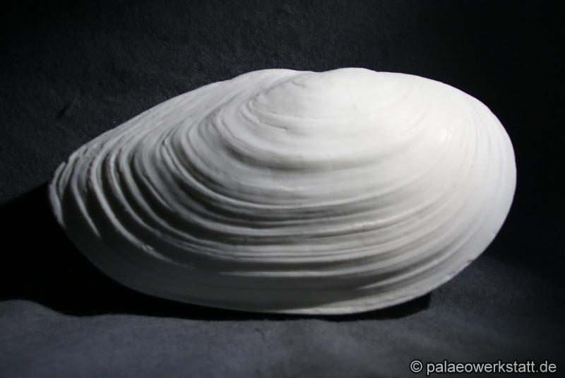 swan mussel (Anodonta cygnea)
