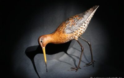 Limosa limosa